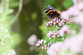 Origanum majorana (Echte marjolein) - afbeelding 3