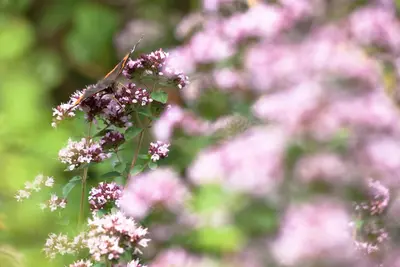 Origanum majorana (Echte marjolein) - afbeelding 4