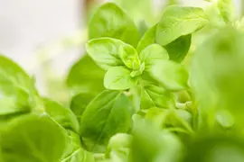 Origanum majorana (Echte marjolein) - afbeelding 12