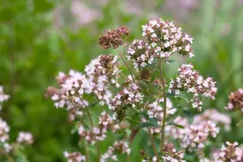 Origanum majorana (Echte marjolein) - afbeelding 3