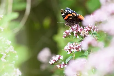 Origanum majorana (Echte marjolein) - afbeelding 4