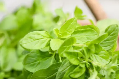 Origanum majorana (Echte marjolein) - afbeelding 15