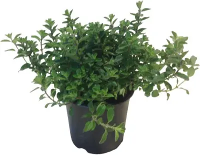Origanum majorana (Echte marjolein) - afbeelding 1