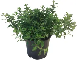 Origanum majorana (Echte marjolein) - afbeelding 1