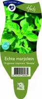Origanum majorana 'Venezia' - afbeelding 1