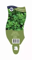 Origanum (Marjolein) - afbeelding 1