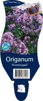 Origanum 'Rosenkuppel' (Marjolein) - afbeelding 1
