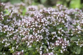 Origanum vulgare 'Compactum' (Marjolein) 15cm - afbeelding 9