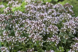Origanum vulgare 'Compactum' (Marjolein) 15cm - afbeelding 10