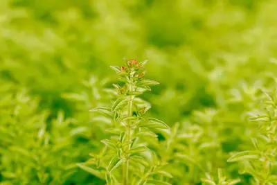 Origanum vulgare 'Compactum' (Marjolein) 15cm - afbeelding 11