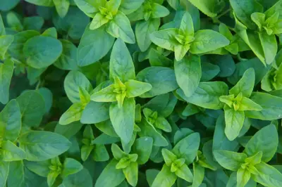 Origanum vulgare 'Compactum' (Marjolein) 15cm - afbeelding 3