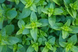 Origanum vulgare 'Compactum' (Marjolein) 15cm - afbeelding 3