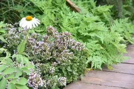 Origanum vulgare 'Compactum' (Marjolein) 15cm - afbeelding 2