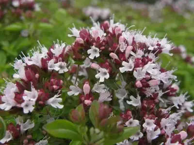 Origanum vulgare 'Compactum' (Marjolein) 15cm - afbeelding 4