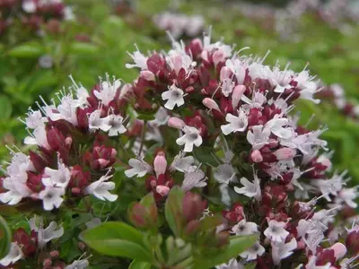 Origanum vulgare 'Compactum' (Marjolein) 15cm - afbeelding 4
