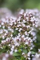 Origanum vulgare 'Compactum' (Marjolein) 15cm - afbeelding 8