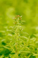 Origanum vulgare 'Compactum' (Marjolein) 15cm - afbeelding 12