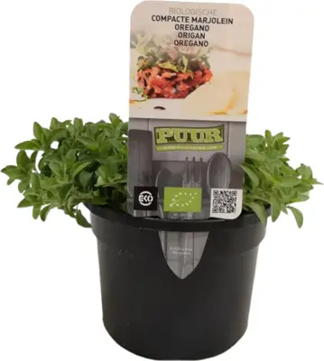 Origanum vulgare 'Compactum' (Marjolein) 15cm - afbeelding 1