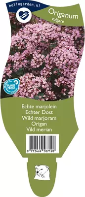 Origanum vulgare (Echte marjolein) - afbeelding 1