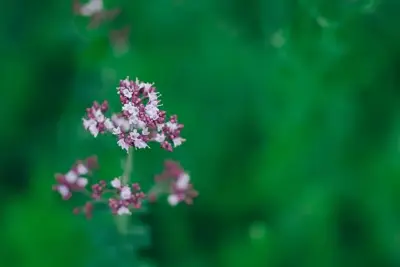 Origanum vulgare (Echte marjolein) - afbeelding 4