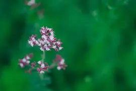 Origanum vulgare (Echte marjolein) - afbeelding 4