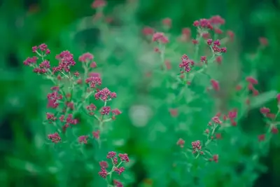 Origanum vulgare (Echte marjolein) - afbeelding 5