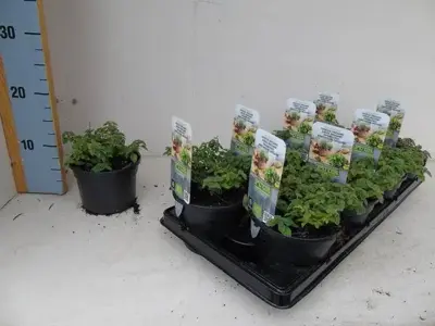 Origanum vulgare 'Hirtum' (Wilde Marjolein) 15cm - afbeelding 1