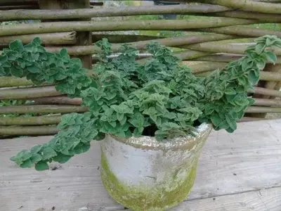 Origanum vulgare 'Hirtum' (Wilde Marjolein) 15cm - afbeelding 2