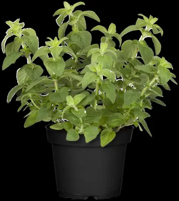 Origanum vulgare 'Margeritha' (Oregano 'Margeritha') - afbeelding 1