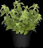 Origanum vulgare 'Margeritha' (Oregano 'Margeritha') - afbeelding 1