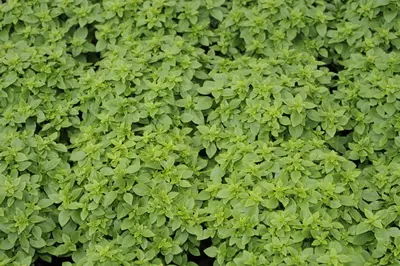 Origanum vulgare (Oregano) ø14 cm - afbeelding 72