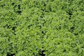 Origanum vulgare (Oregano) ø14 cm - afbeelding 72
