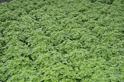 Origanum vulgare (Oregano) ø14 cm - afbeelding 73