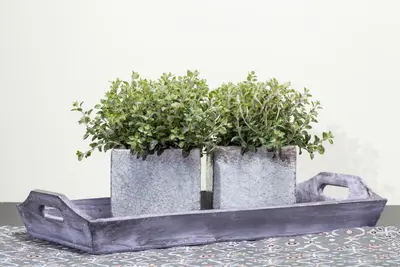 Origanum vulgare (Oregano) ø14 cm - afbeelding 2