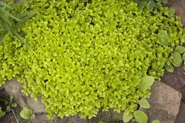 Origanum vulgare (Oregano) ø14 cm - afbeelding 5