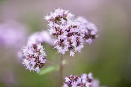 Origanum vulgare (Oregano) ø14 cm - afbeelding 7