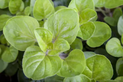 Origanum vulgare (Oregano) ø14 cm - afbeelding 14