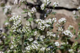 Origanum vulgare (Oregano) ø14 cm - afbeelding 15