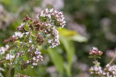 Origanum vulgare (Oregano) ø14 cm - afbeelding 19