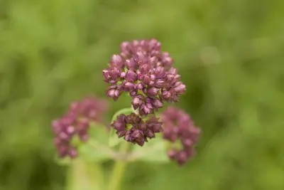 Origanum vulgare (Oregano) ø14 cm - afbeelding 28