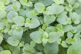 Origanum vulgare (Oregano) ø14 cm - afbeelding 30