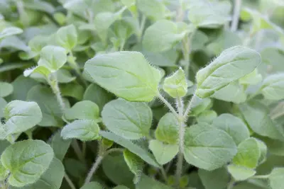 Origanum vulgare (Oregano) ø14 cm - afbeelding 33