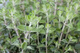 Origanum vulgare (Oregano) ø14 cm - afbeelding 34