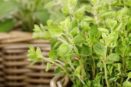 Origanum vulgare (Oregano) ø14 cm - afbeelding 41
