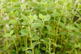 Origanum vulgare (Oregano) ø14 cm - afbeelding 53