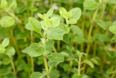 Origanum vulgare (Oregano) ø14 cm - afbeelding 54