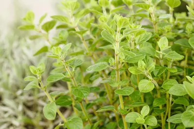 Origanum vulgare (Oregano) ø14 cm - afbeelding 58