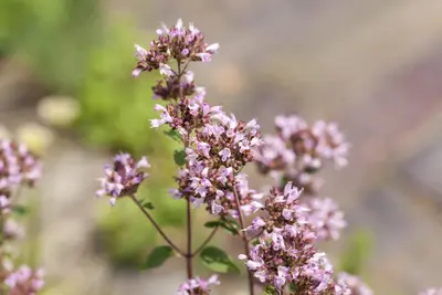 Origanum vulgare (Oregano) ø14 cm - afbeelding 65