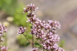 Origanum vulgare (Oregano) ø14 cm - afbeelding 65