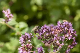 Origanum vulgare (Oregano) ø14 cm - afbeelding 67
